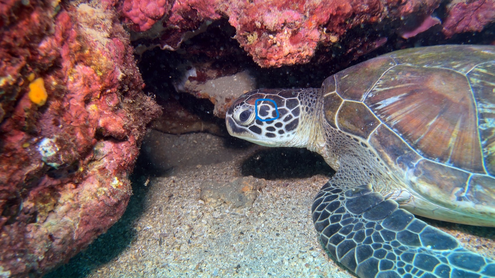 基隆綠蠵龜