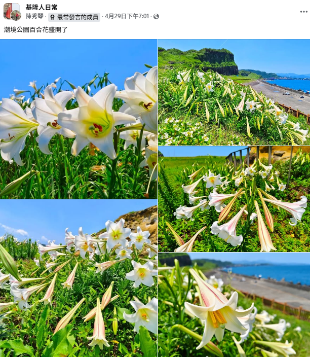 百合花海