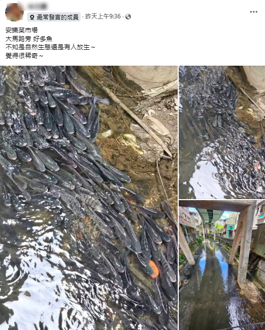 基隆西定河魚群