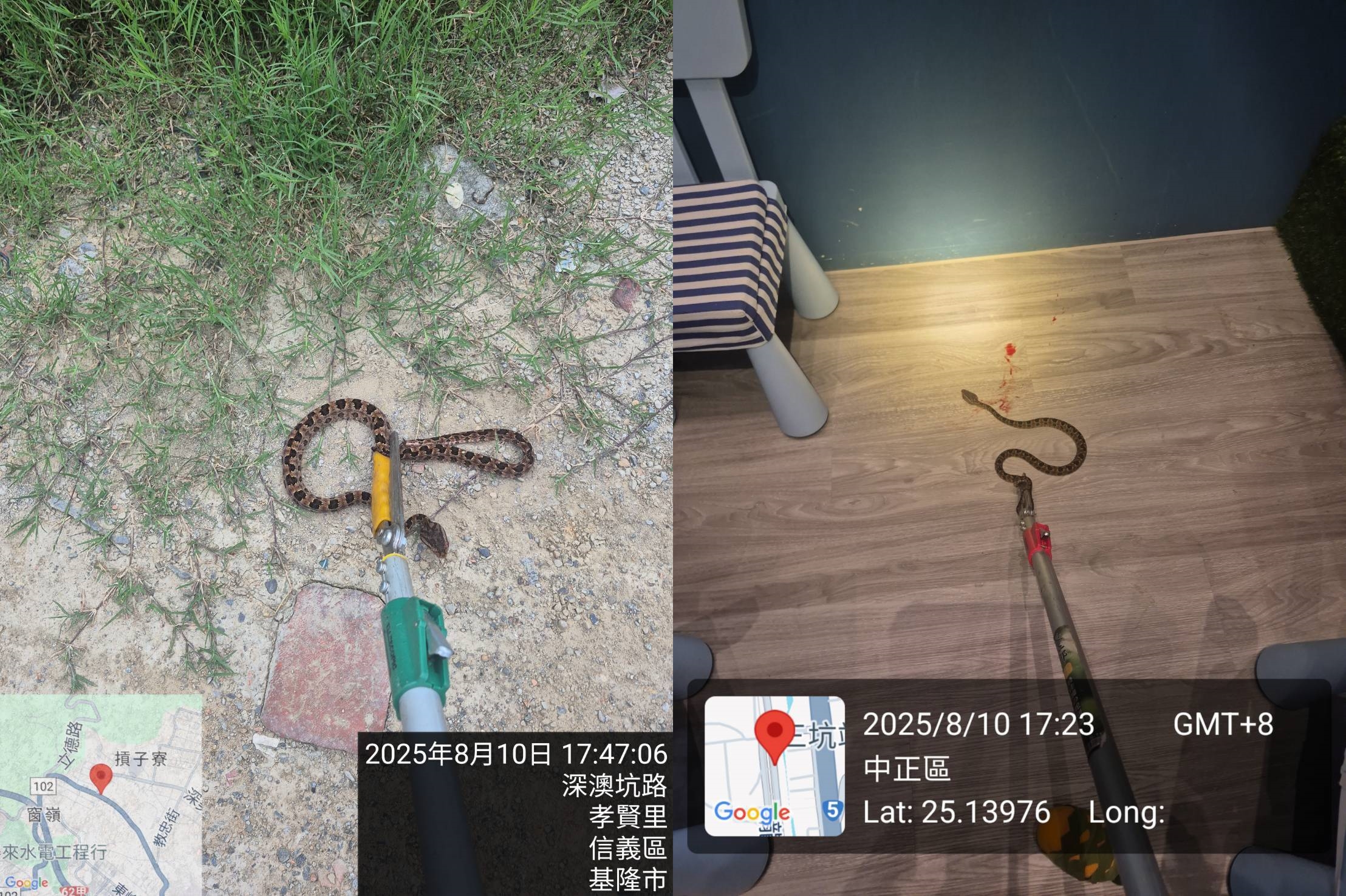 基隆幼童遭蛇咬事件