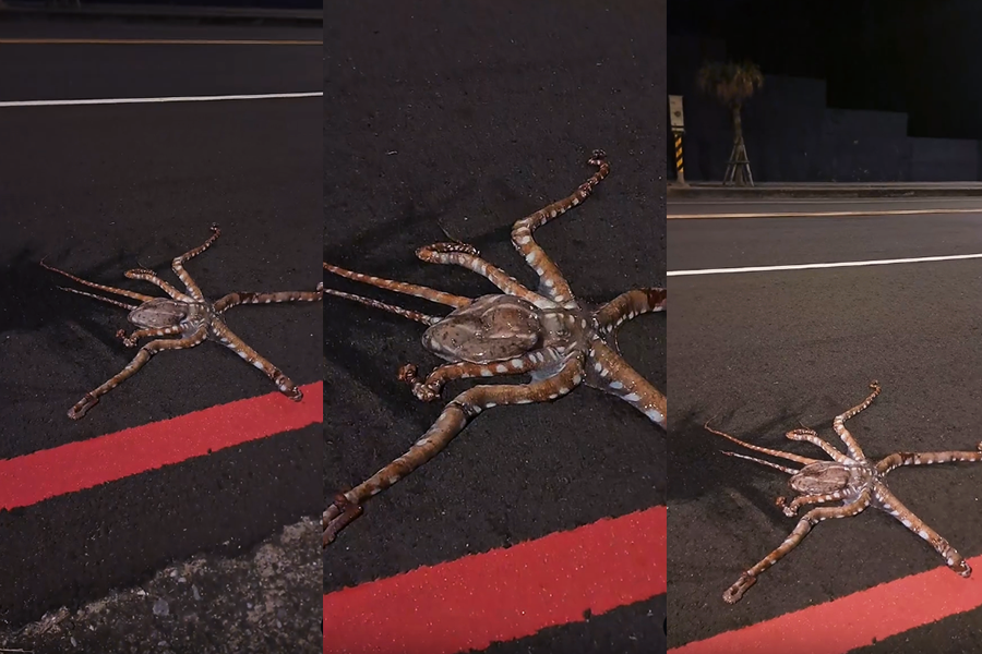 基隆海大巨型章魚