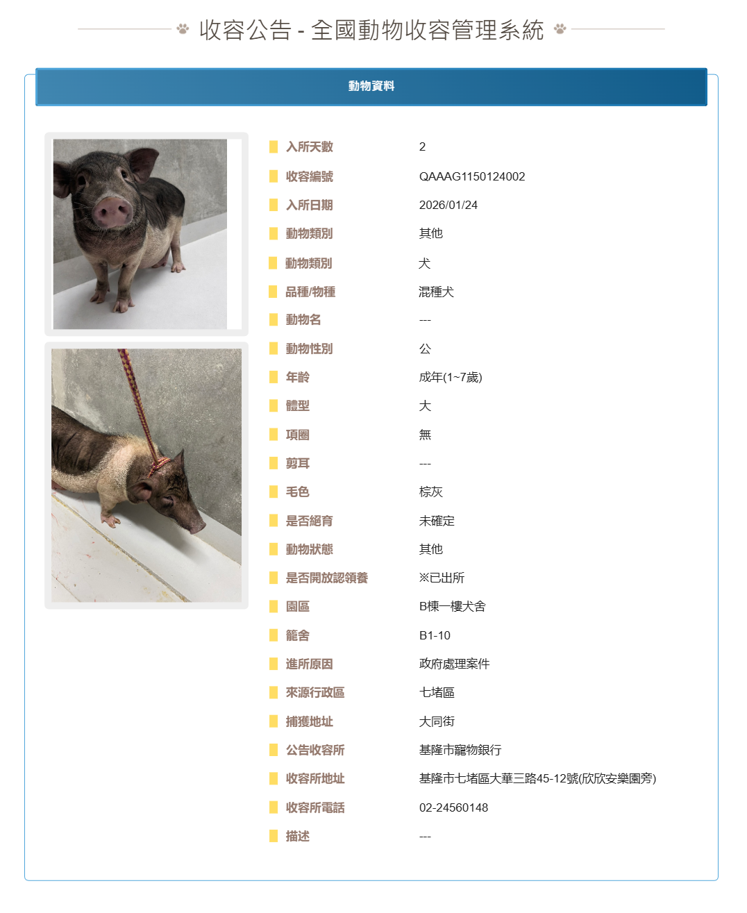 基隆收容所認養公告